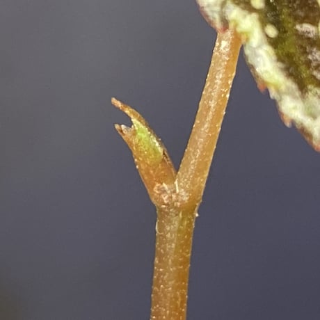 Begonia sp. from North Toraja [S0919-06] 伊藤蟻植物農園