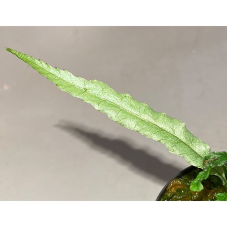 Microsorum sp. "Short Dragon Tail"