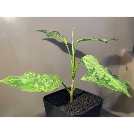Aglaonema pictum 現地便 [KZT]