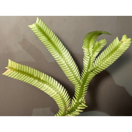 Selaginella sp. from Landak West Kalimantan