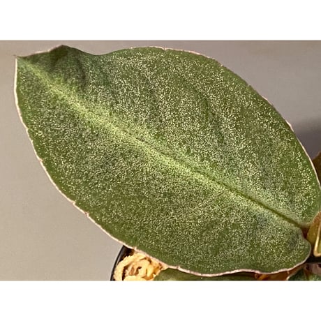 Ardisia sp. "Kayu lapis" Kalimantan barat [TB]