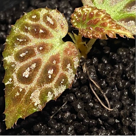 Begonia dracopelta from Borneo