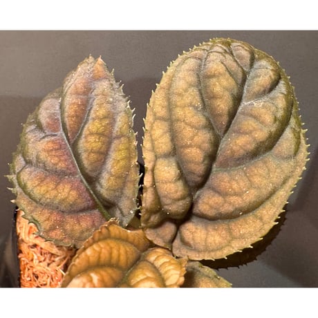 Ardisia sp. from Vietnam