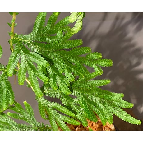 Selaginella plana 伊藤蟻植物農園