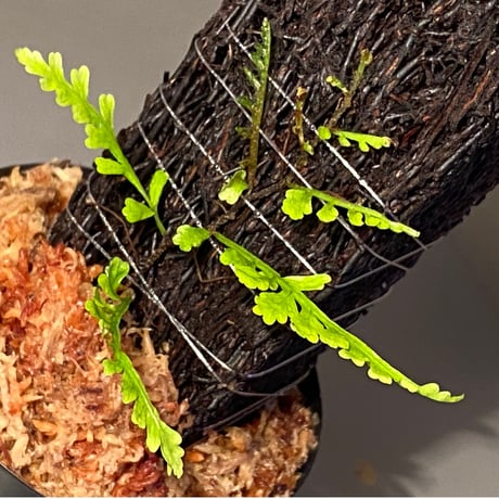 Teratophyllum aculeatum from Nanga pinoh [TB]