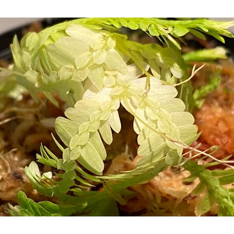 Selaginella sp. バリエガータ from "Nanga pinoh" [TB]