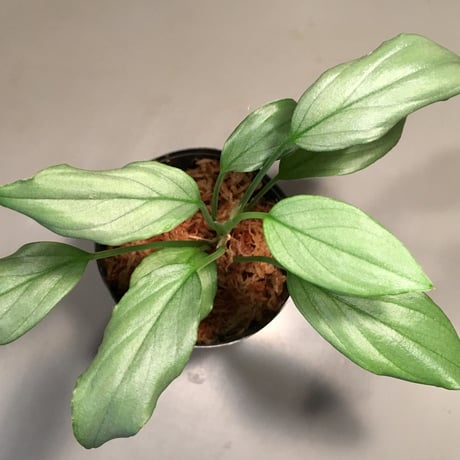 Homalomena sp. "Silver Bullet Green" from P.Linga [AZ1017-1]