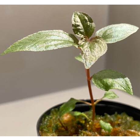 Sonerila sp. wf1 from Phang Nga Thailand [KZT]