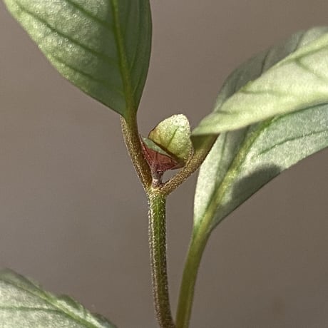 Acanthaceae gen. from Laos [LA]