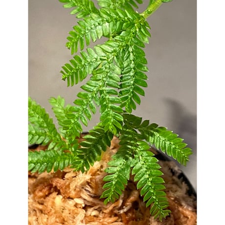 Selaginella plana 伊藤蟻植物農園
