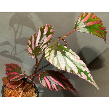 Begonia sp. ぼっち株 from Julau [R1214-01b]