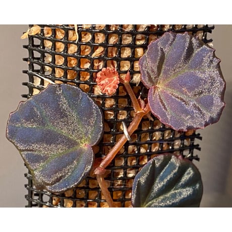 Begonia sp. from Sarawak