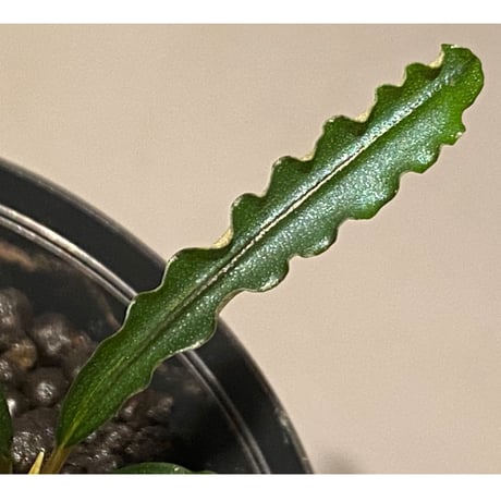 Bucephalandra sp. "MEDUSA" ①