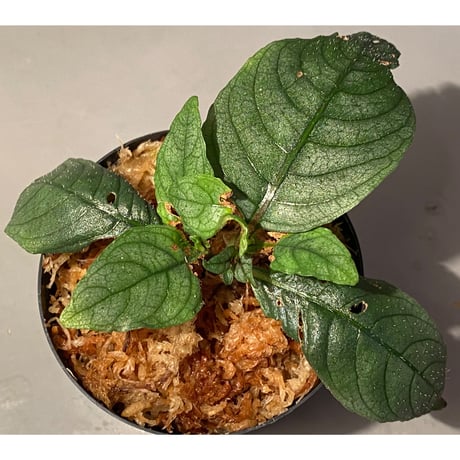 Ophiorrhiza? sp. "Kab. Sanggau" Kal barat [TB]