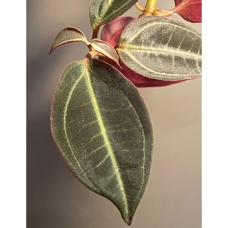 Pachycentria sp. from Selangor