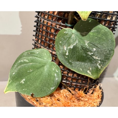 Philodendron sp. from Iquitos Peru [tanakay]