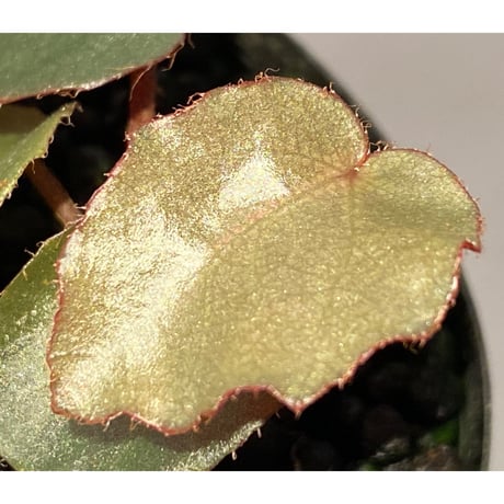 Begonia sp. f1 from Sumatera [NT ORCHID]