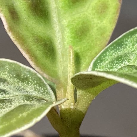 Ardisia sp. "Turtle Back"