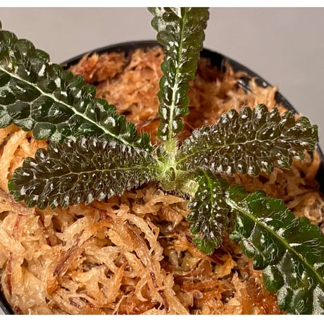 Nautilocalyx pemphidius