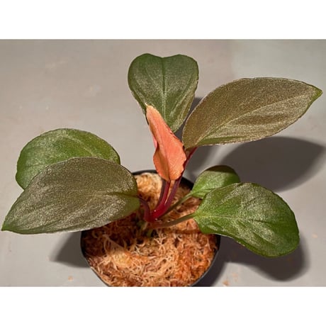 (2芽) Homalomena sp. from Solok sumatera [LA0616-03]