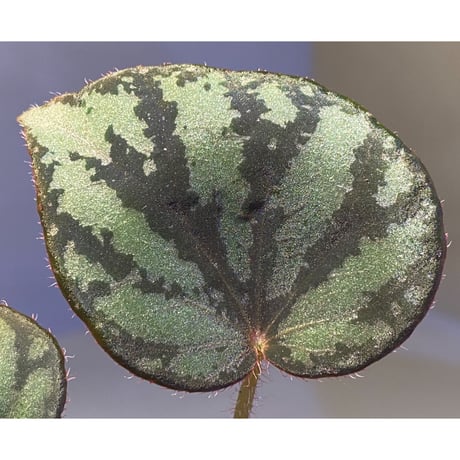 Begonia luzonensis