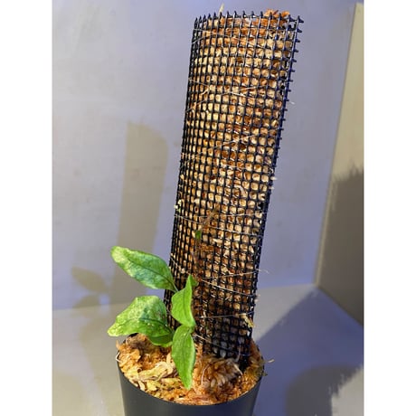 Microsorum sp. "Timika" Papua [TB]