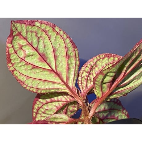 Sonerila sp. wf1 from Phang Nga Thailand [KZT]