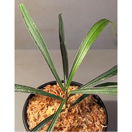 Ardisia sp. from Kapuas Hulu Kalimantan barat