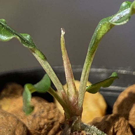 Bucephalandra sp. from "Mangat" [MF0417-2A] ③