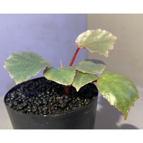 Begonia sp. f1 from Sumatera [NT ORCHID]