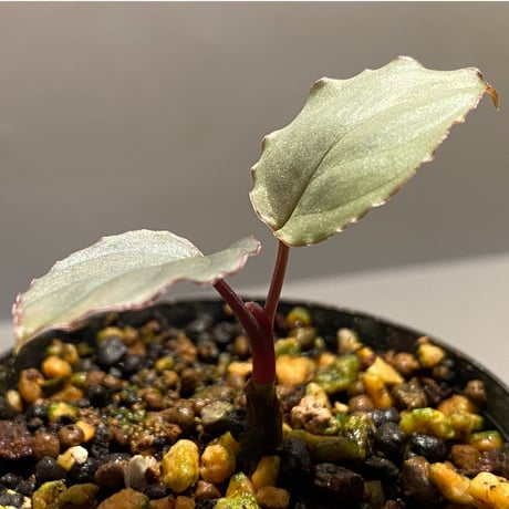 Homalomena 'Rec1-29' K0718-f1 [KZT]