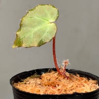 Begonia cf. ferox from Cao Bang [YH040519BK] TK