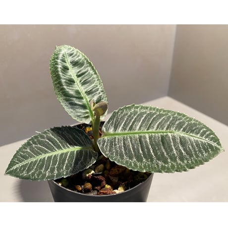 Ardisia sp. from Aceh Selatan [HW0816-03]