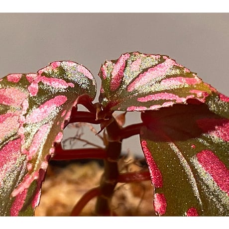 Begonia sp. ぼっち株 from Julau [R1214-01b]