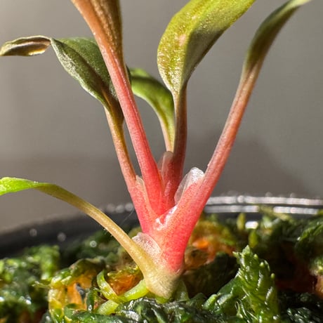 Homalomena 'Rec151' K0522-f2 [KZT]