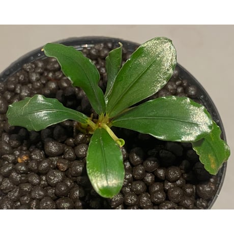 Bcephalandra sp. "motleyana" 2022年　カミハタ便 ②