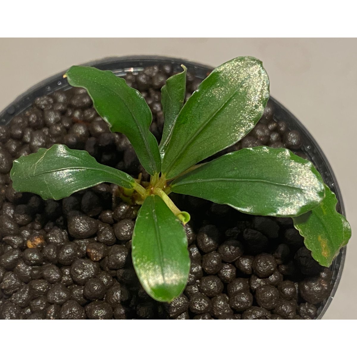Bucephalandra cf. Motleyana カミハタ便 Bcephalandra sp. 