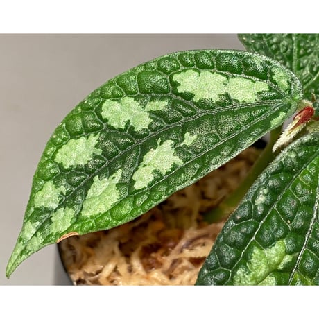 Elatostema sp. (Sri Lanka?)