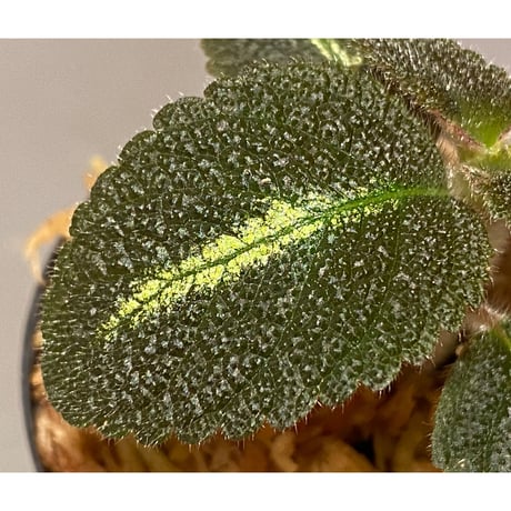 Episcia sp. from Basco Ecuador
