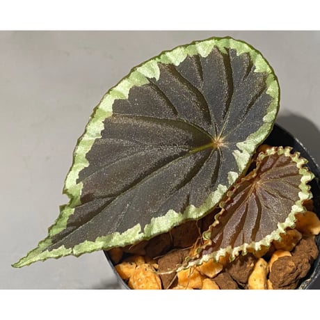 Begonia cf. baramensis