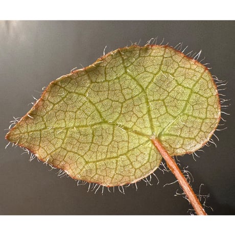 Begonia cf. ferox from Cao Bang [YH040519BK] TK