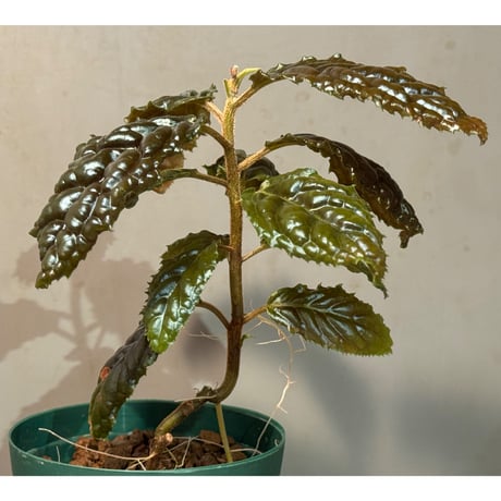 Ardisia sp. from Bengkulu [LA0315-1]