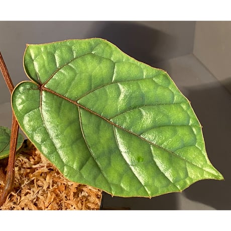Pterisanthes sp. from Sabah-1 [R0515-01a]