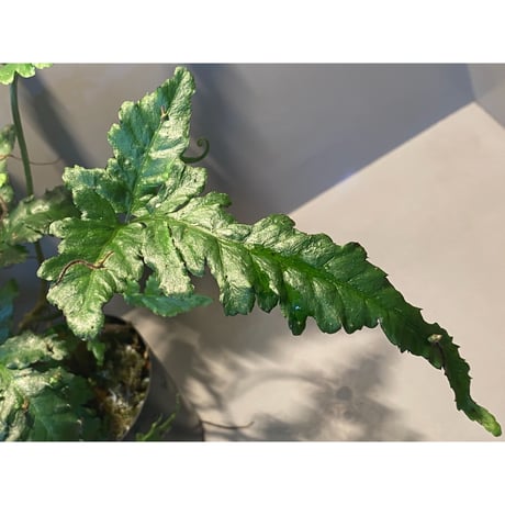 (大株) Bolbitis sp. from Siberut [LA]