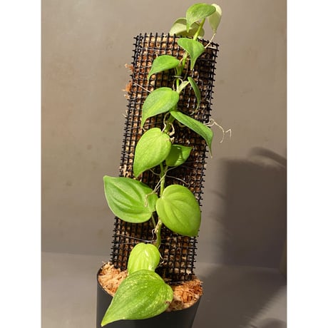 Philodendron sp. from Iquitos Peru [tanakay]