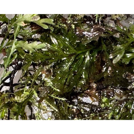 Crepidomanes sp. 'type2' from Wonosobo Central Jawa