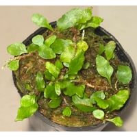 Bucephalandra sp. Type2 from Sintang kayu lapis