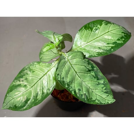 Gymnostachyum sp. "type C" from Aceh Selatan [HW0816-02]