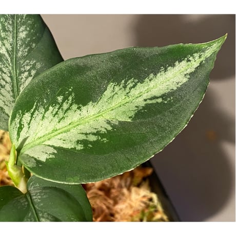 Aglaonema pictum “島風”13冬　from Sibolga timur ［AZ0813-4］