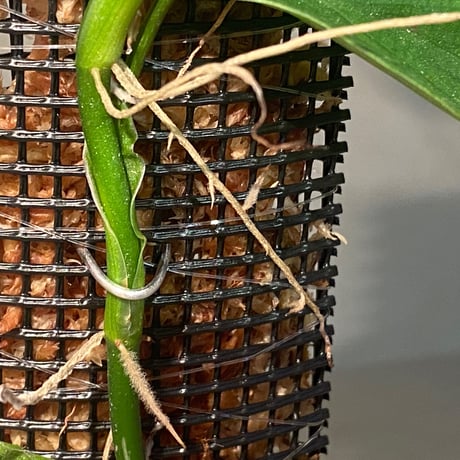 Philodendron sp. from Iquitos Peru [tanakay]